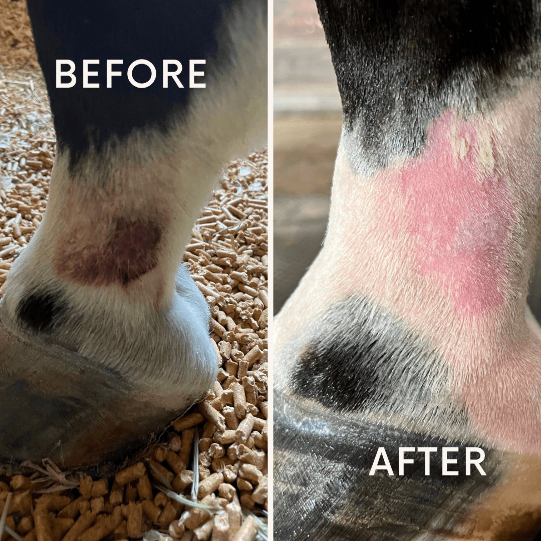 Equine Skin Care & Repair - TryHypo